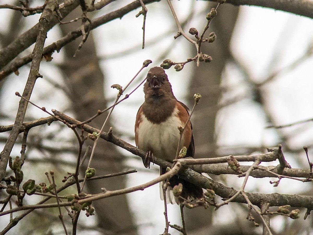 Eastern Towhee - ML55279131