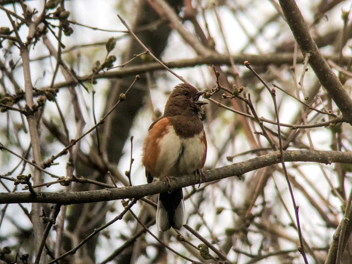 Eastern Towhee - ML55279151