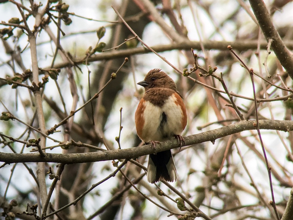 Eastern Towhee - ML55279171