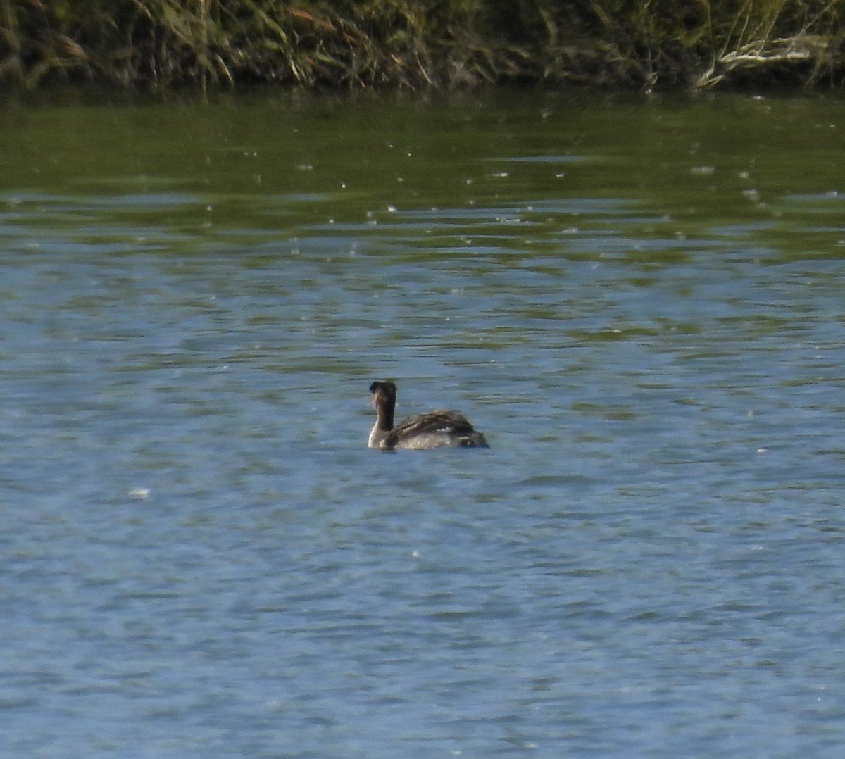 Red-necked Grebe - ML552791781