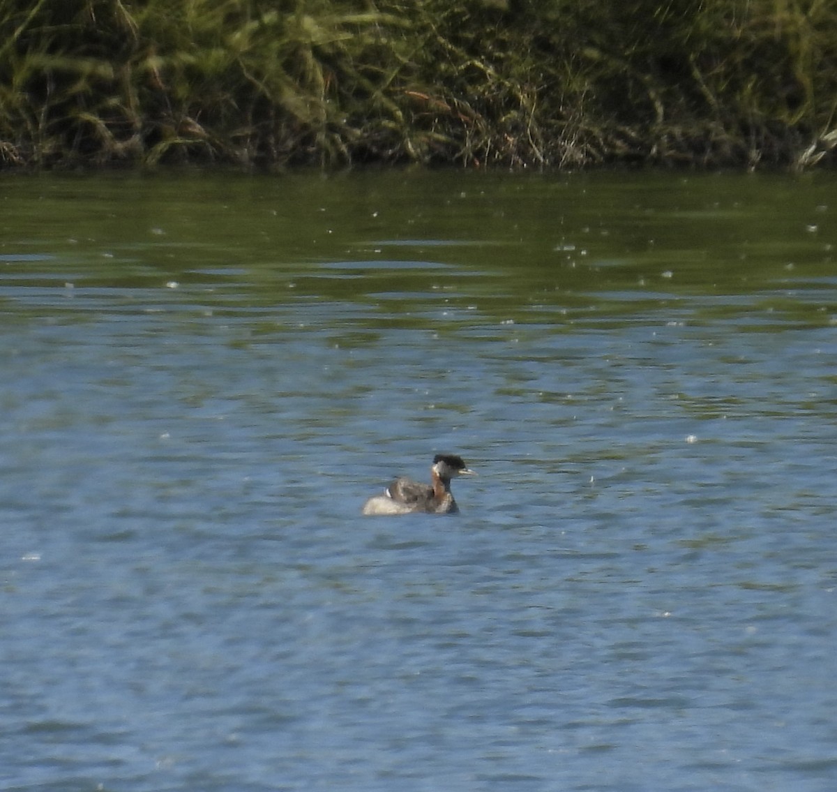 Red-necked Grebe - ML552791801