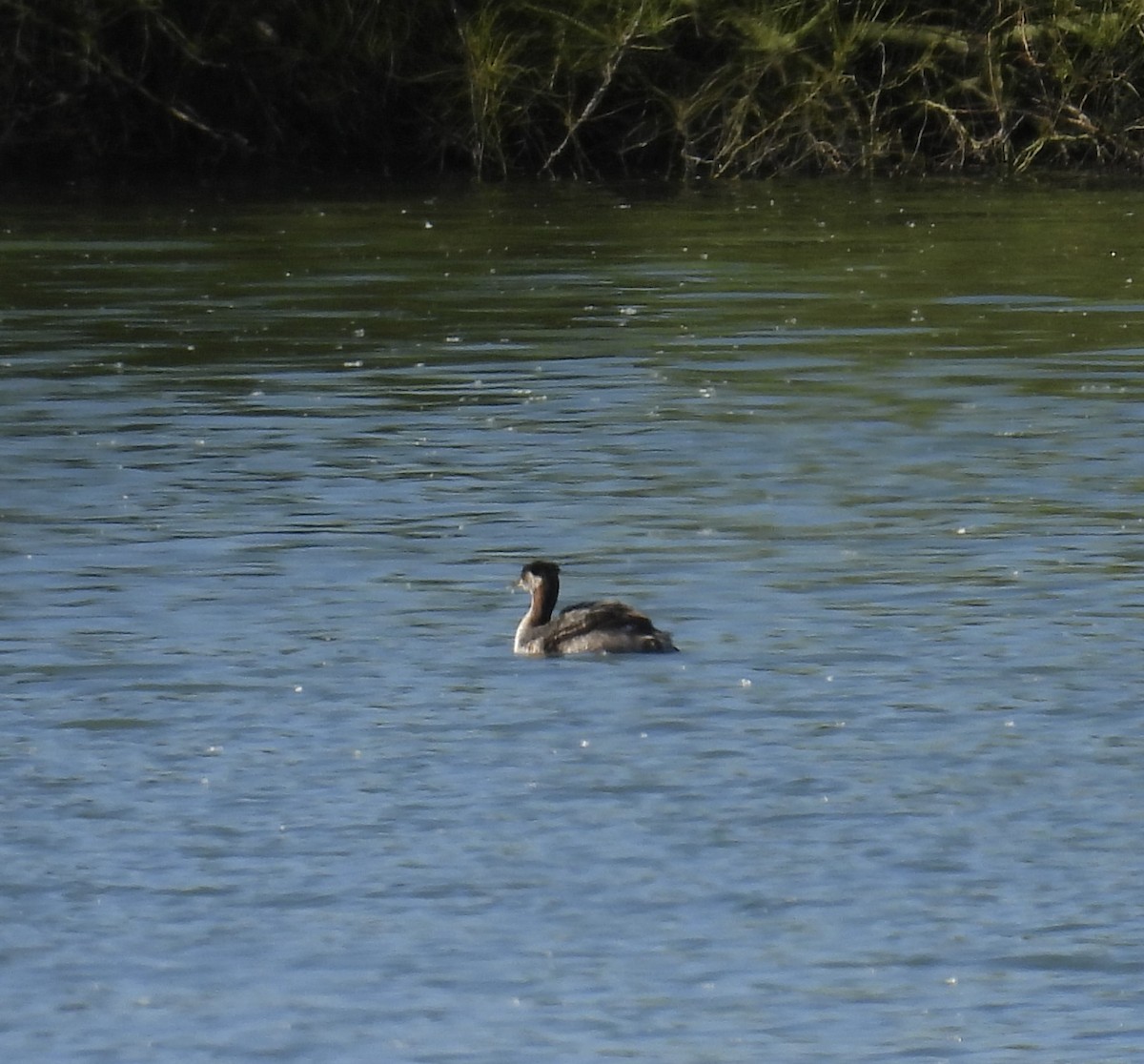 Red-necked Grebe - ML552791831