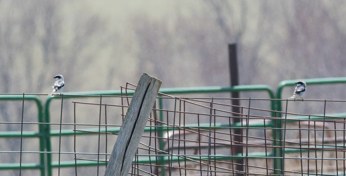 Loggerhead Shrike - Jay Gilliam