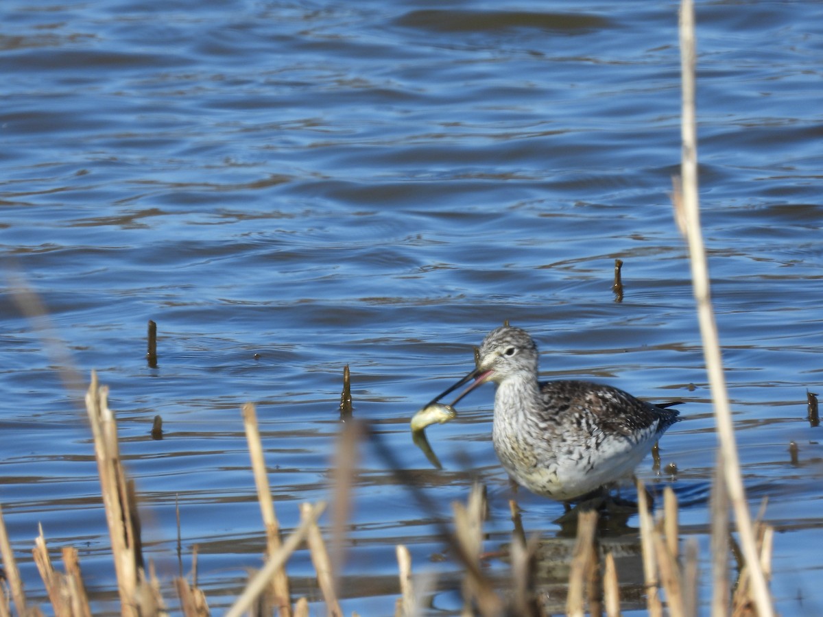 Greater Yellowlegs - chad ehrhart