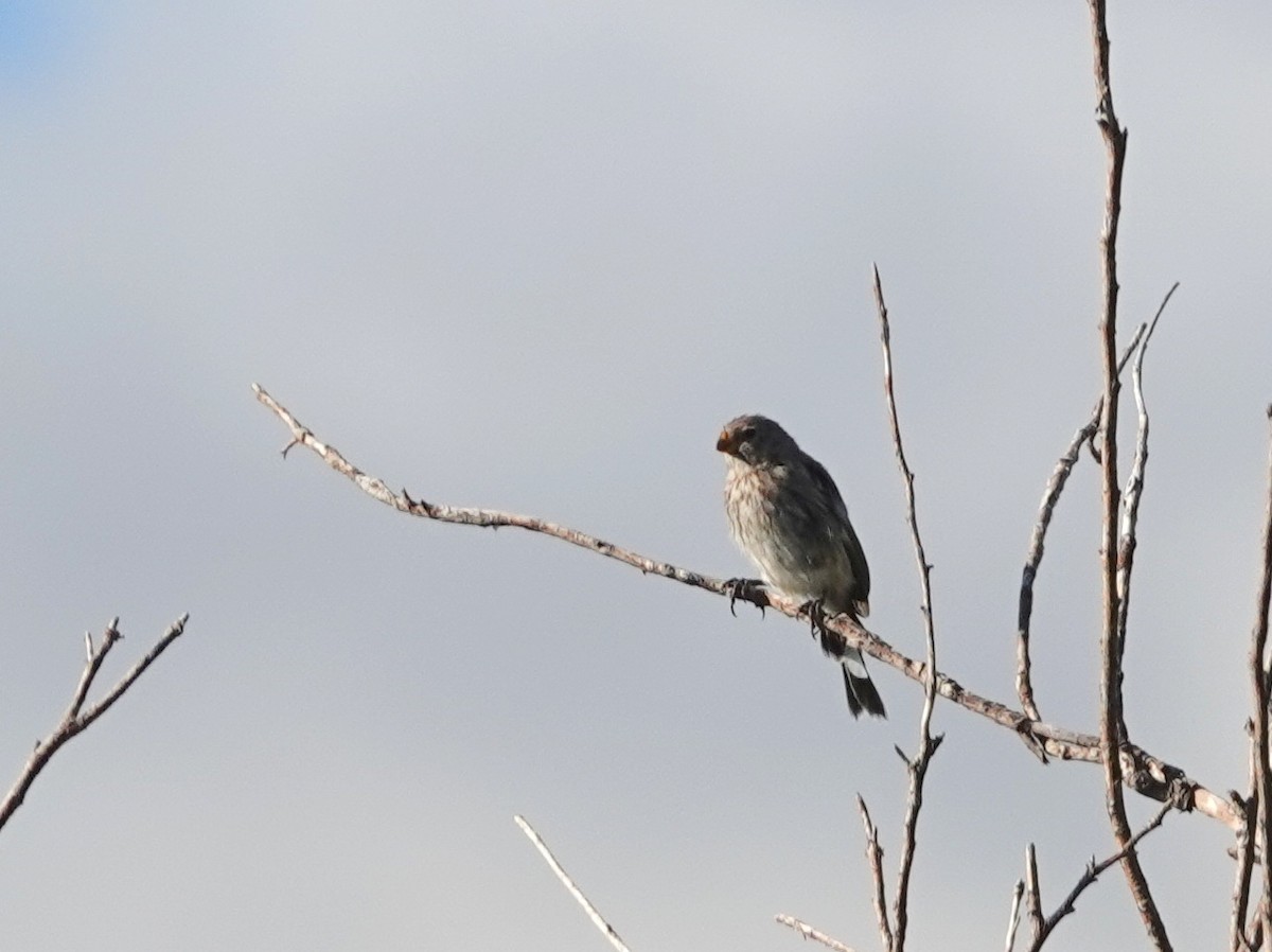 Band-tailed Seedeater - Juan Gómez Carrillo