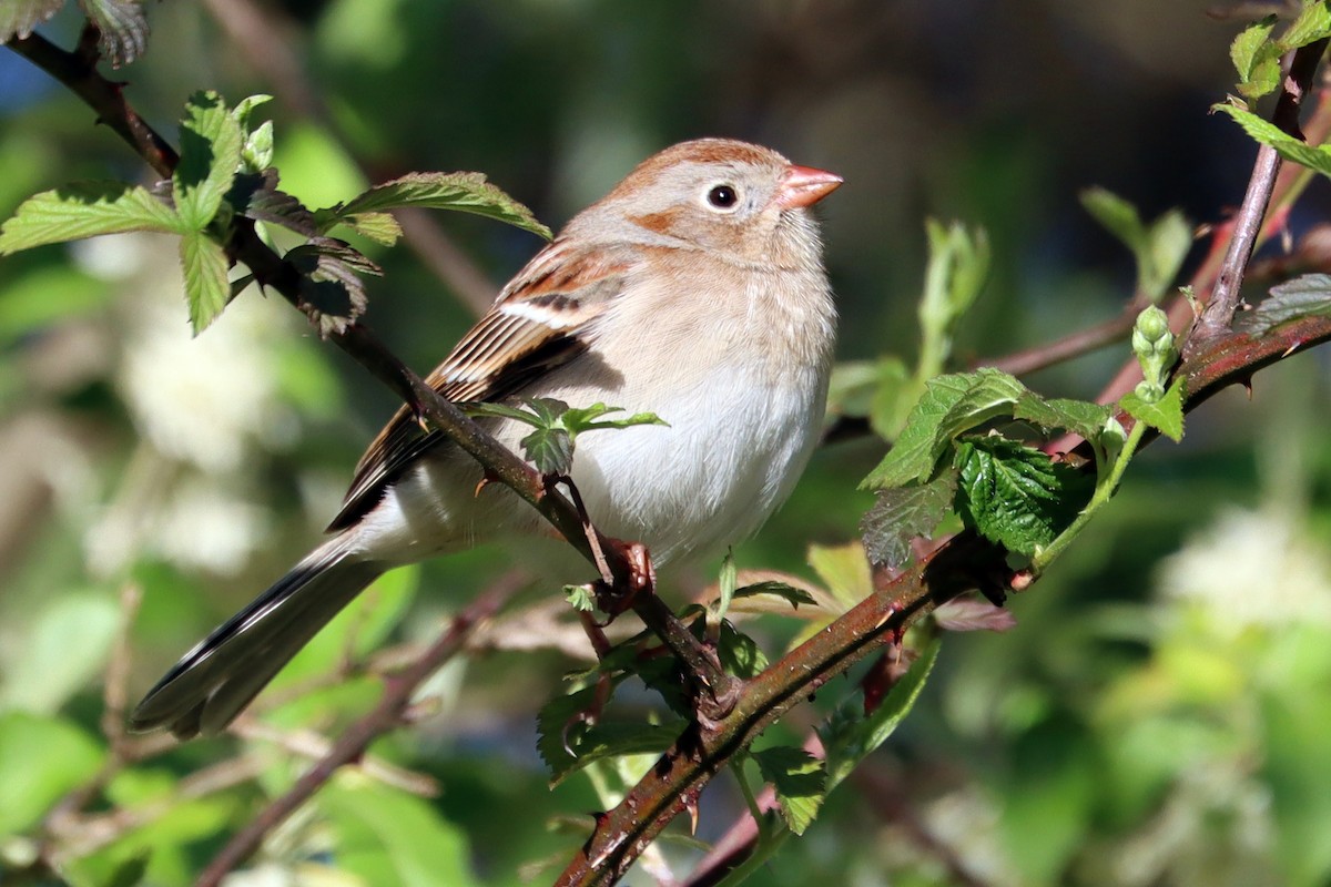 Field Sparrow - ML552795891