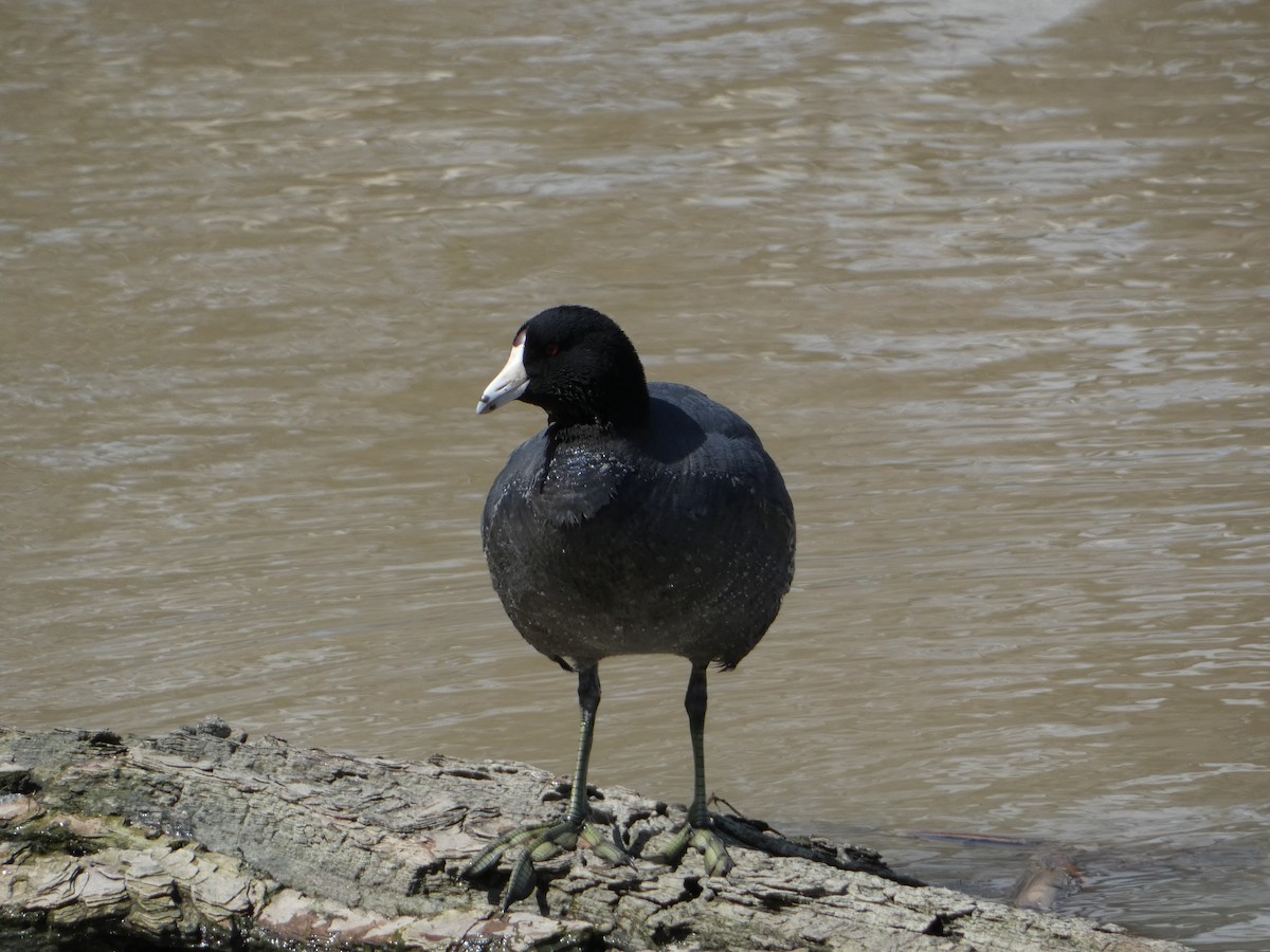 American Coot - ML552796151