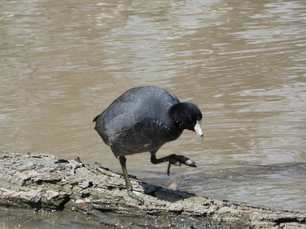 American Coot - ML552796161