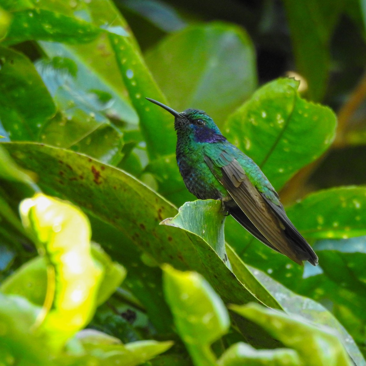 kolibřík modrouchý - ML552797141