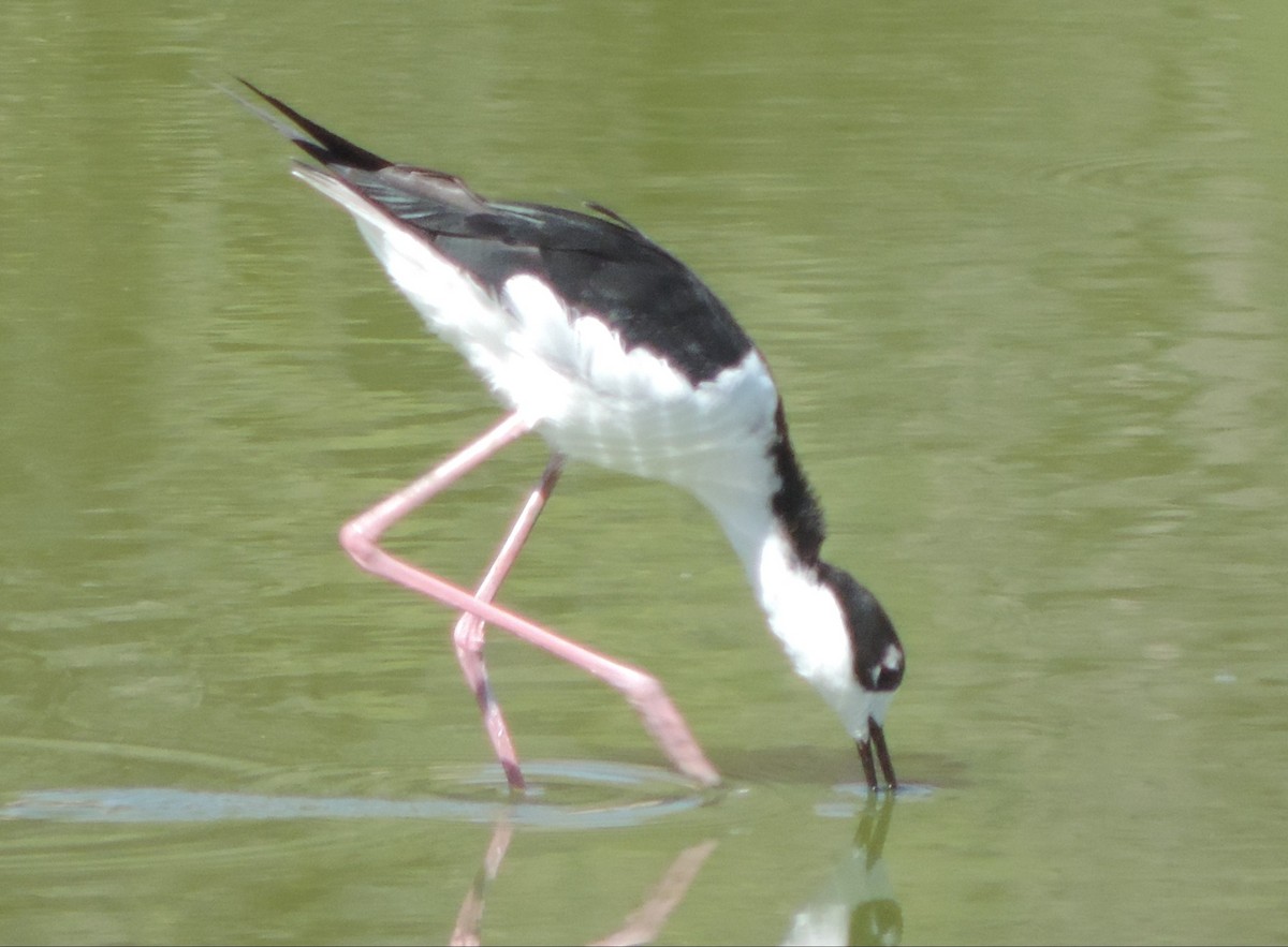 Black-necked Stilt - ML552797211