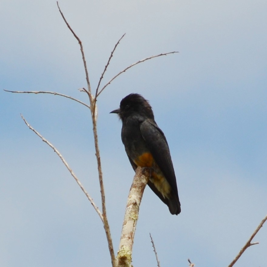Swallow-winged Puffbird - ML552798231