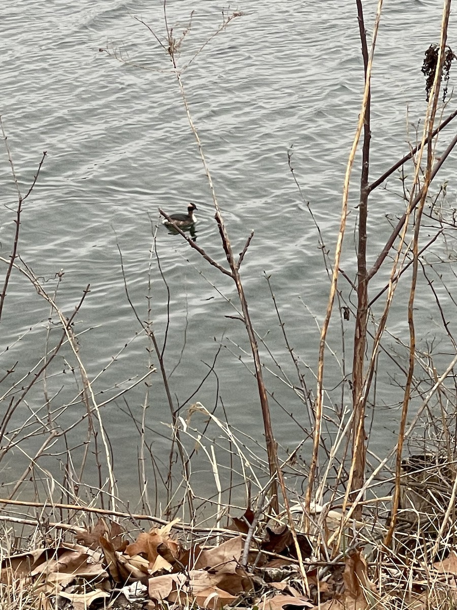 Horned Grebe - ML552798431