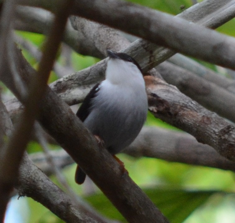 White-bearded Manakin - ML552798651