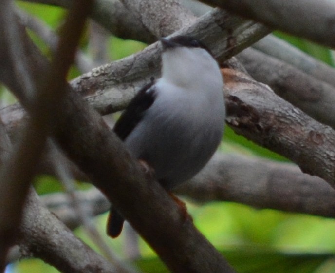 White-bearded Manakin - ML552798661