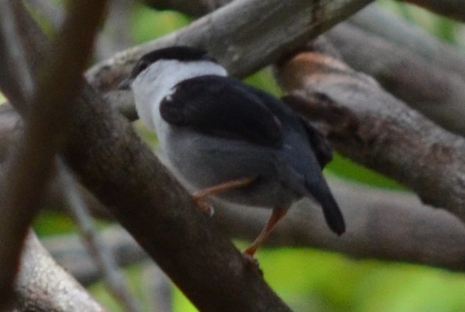 White-bearded Manakin - ML552798671