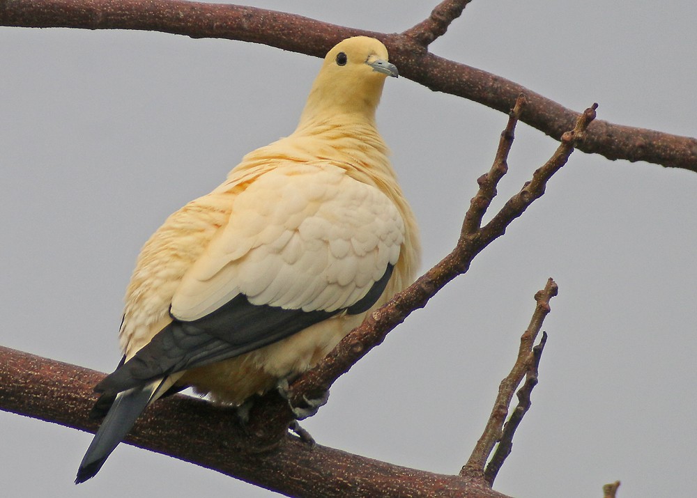 Pied Imperial-Pigeon - Corey Finger