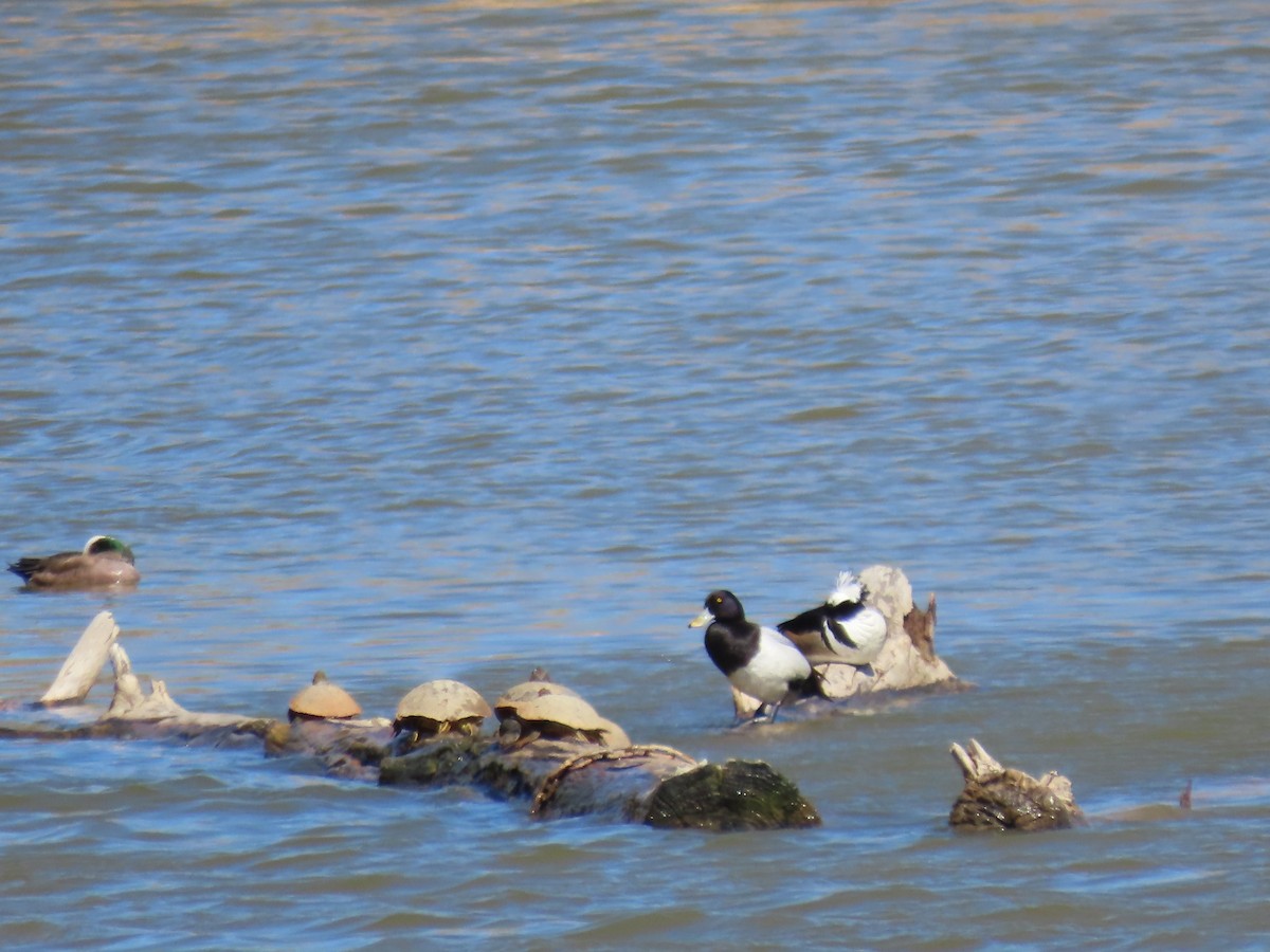 Greater Scaup - ML552799401