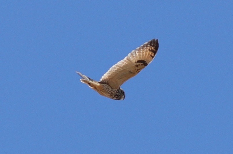 Short-eared Owl - ML552799441
