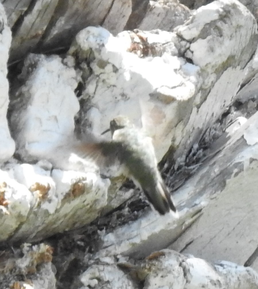 Colibrí de Myrtis - ML552800731