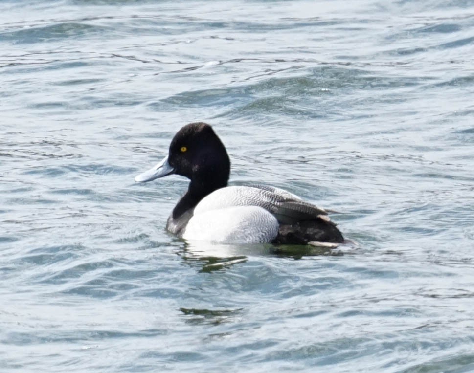 Lesser Scaup - ML552800921