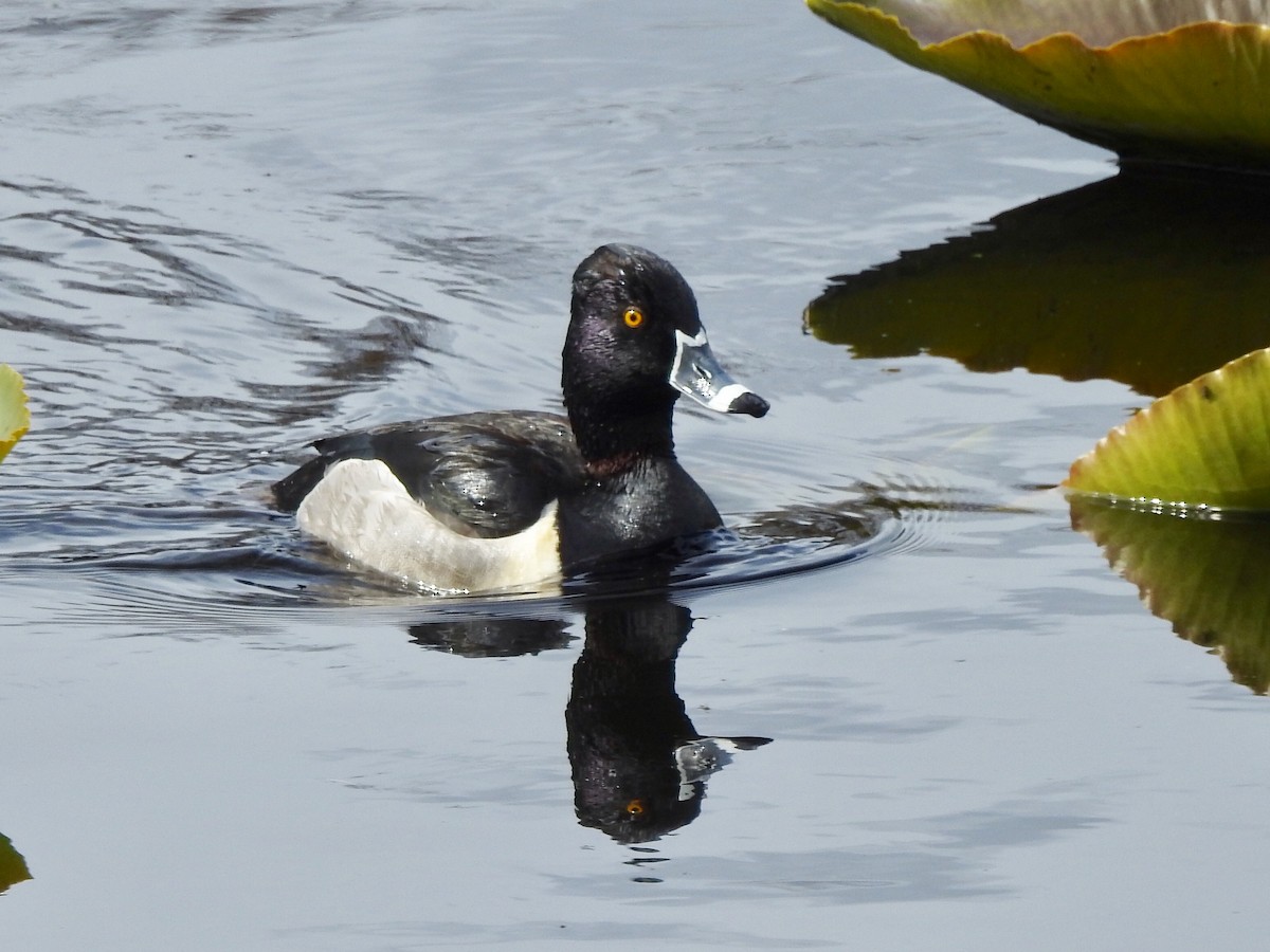 Ring-necked Duck - ML552801711