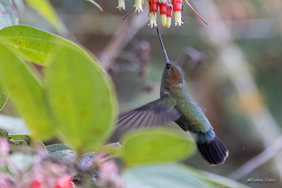 kolibřík zelenočelý - ML552802631