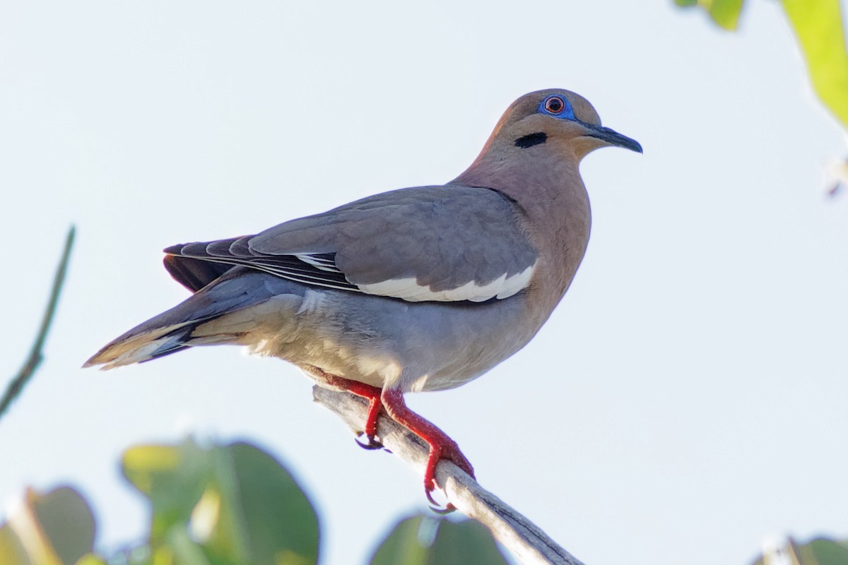 White-winged Dove - Kevin Sim