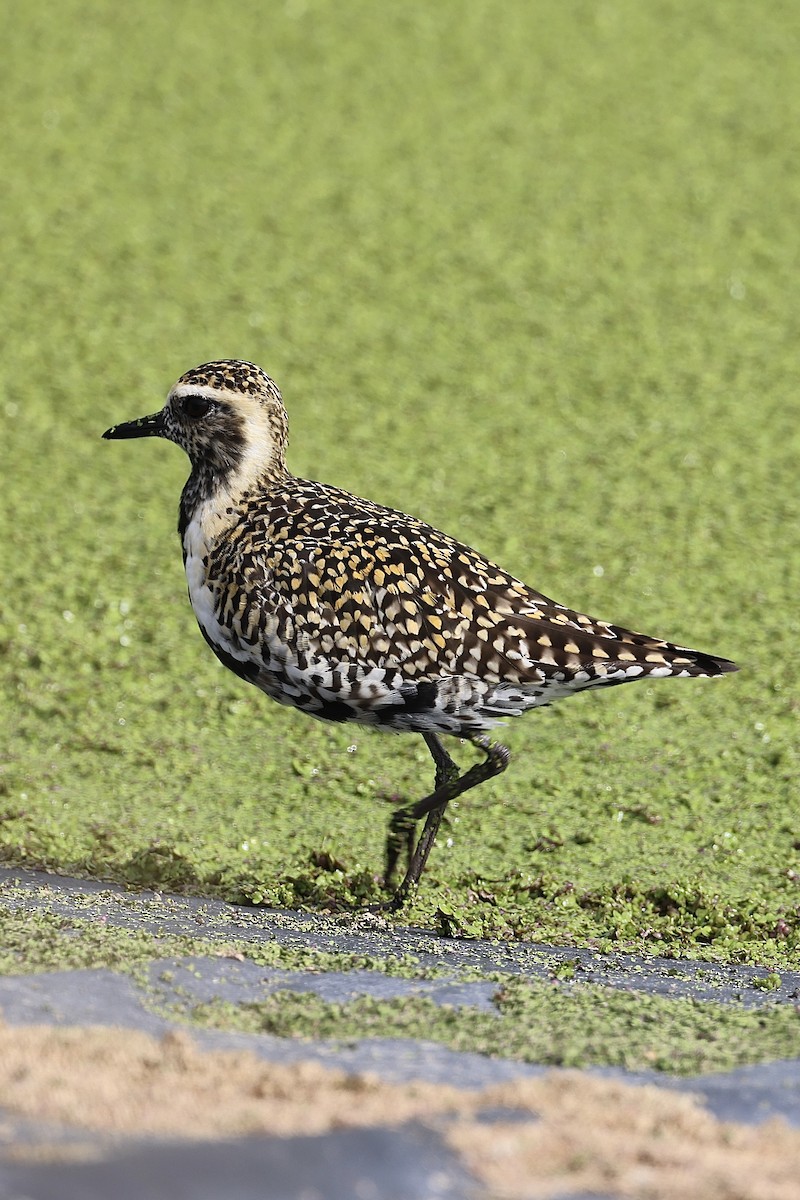 Chorlito Dorado Siberiano - ML552804241