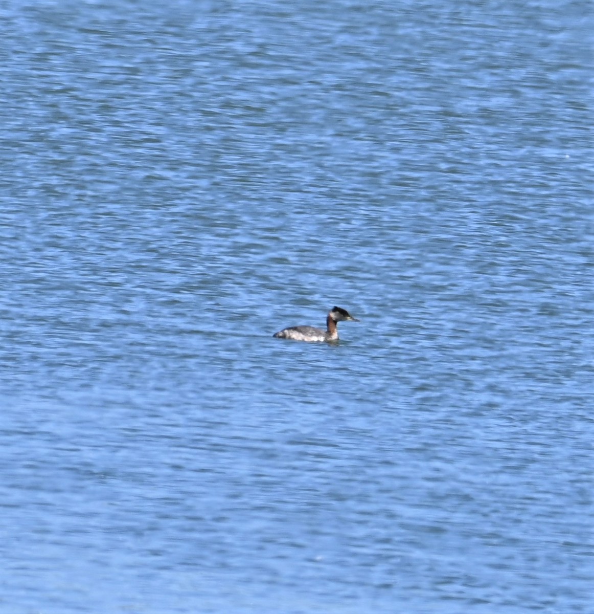 Red-necked Grebe - ML552804331