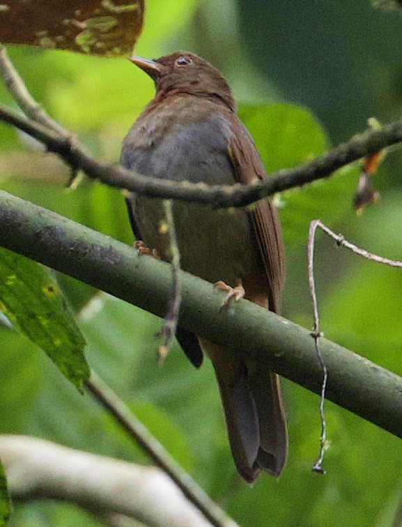 Rufous-brown Solitaire (Chestnut-throated) - ML552804401