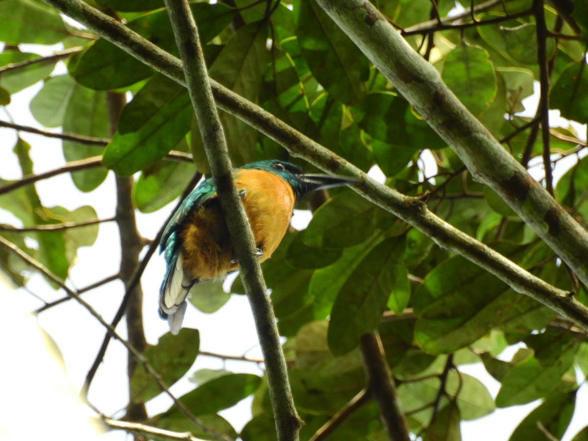 Great Jacamar - ML552804431