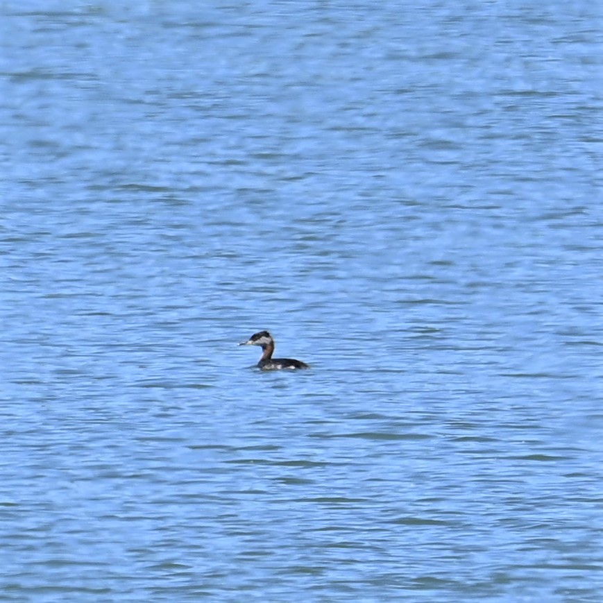 Red-necked Grebe - ML552804491