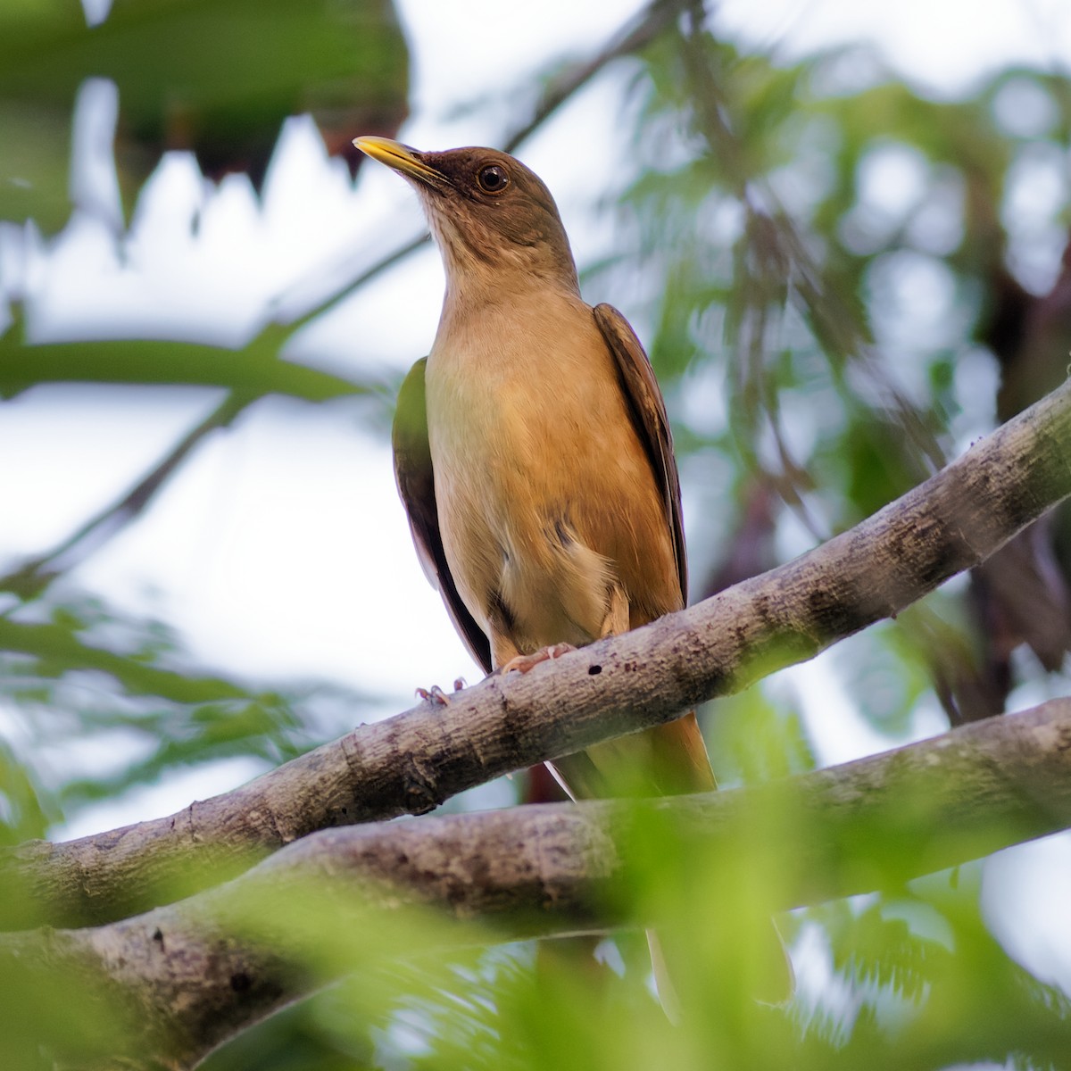 Clay-colored Thrush - Kevin Sim