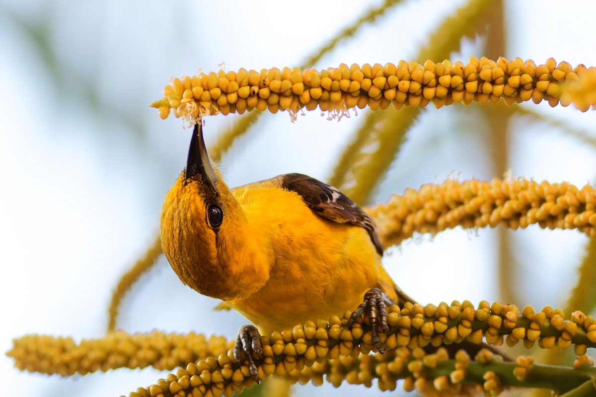 Hooded Oriole - Kevin Sim