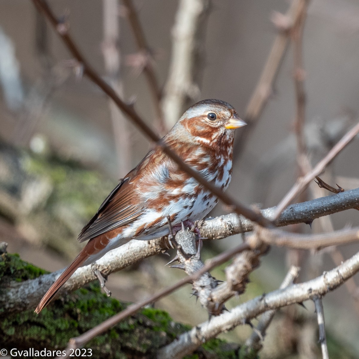 Fox Sparrow - ML552804641