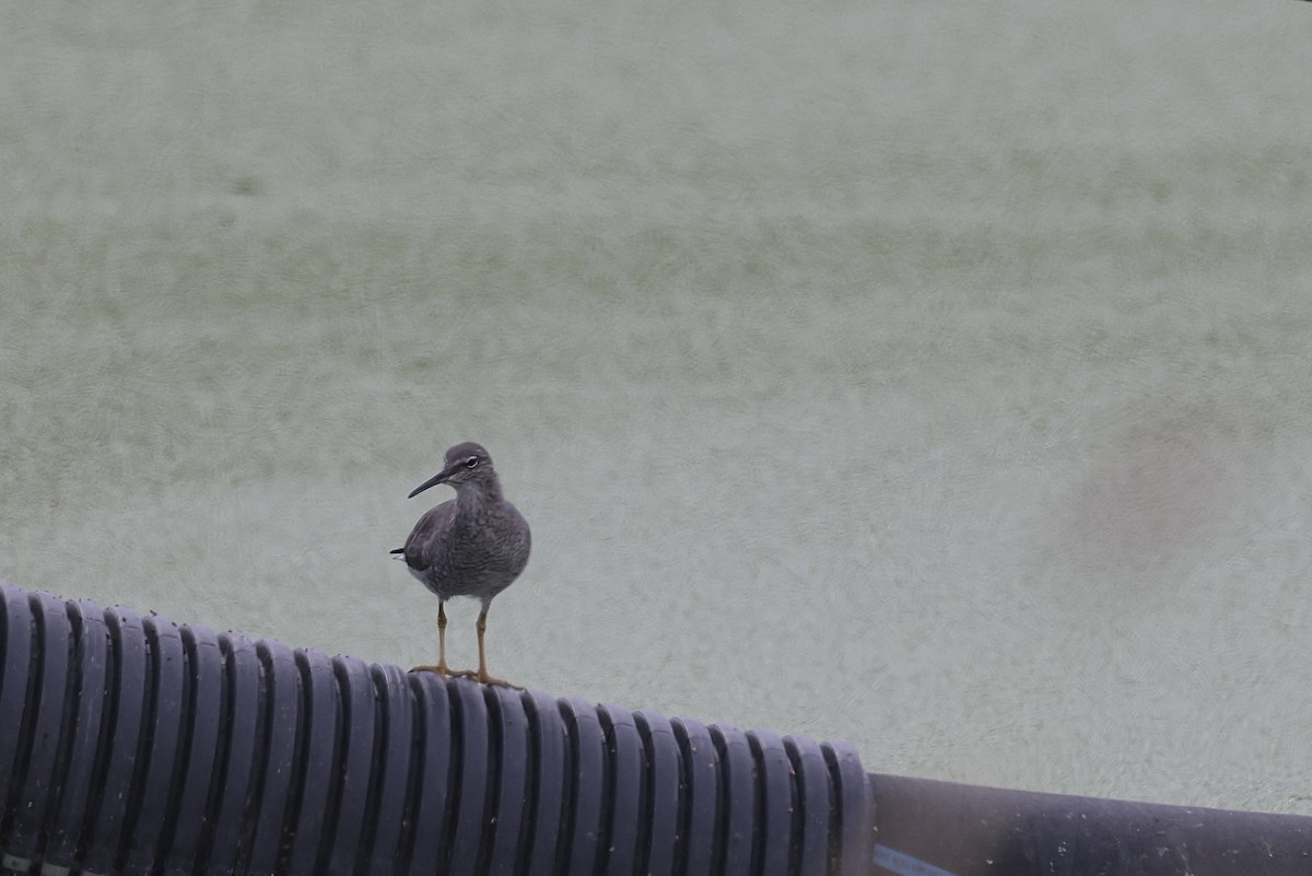 Wandering Tattler - ML552805531