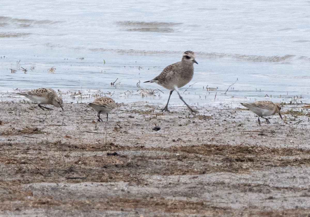 American Golden-Plover - ML552806491