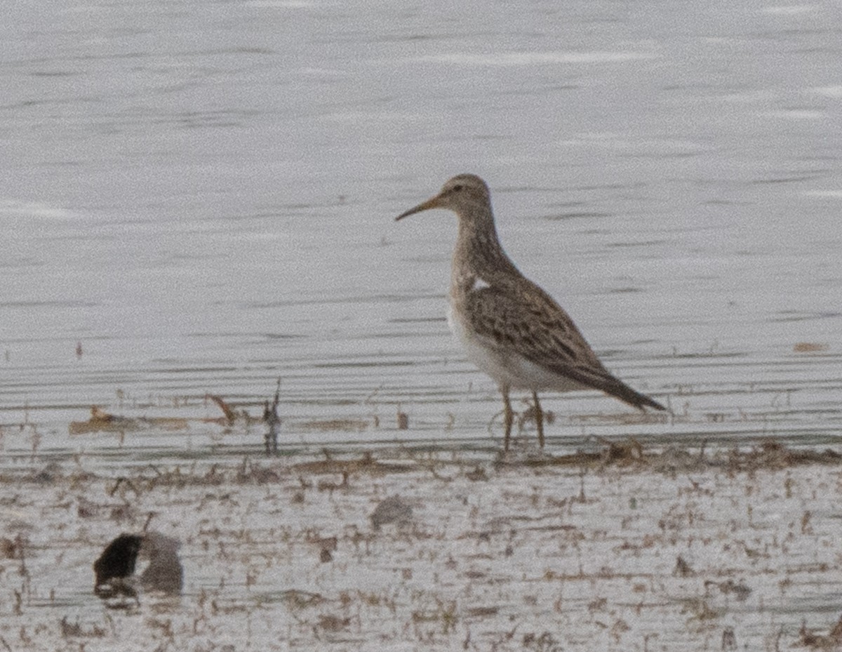 Pectoral Sandpiper - ML552806811