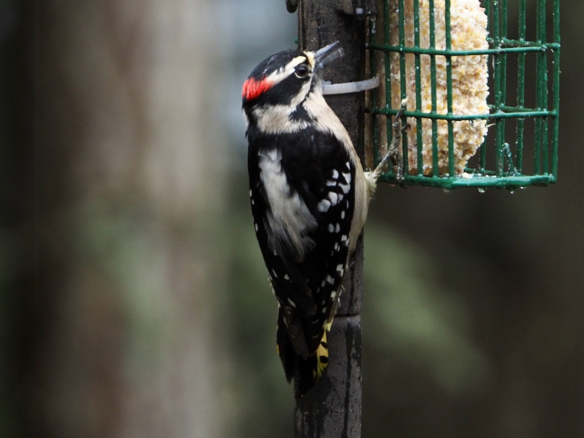 Downy Woodpecker - ML552807401