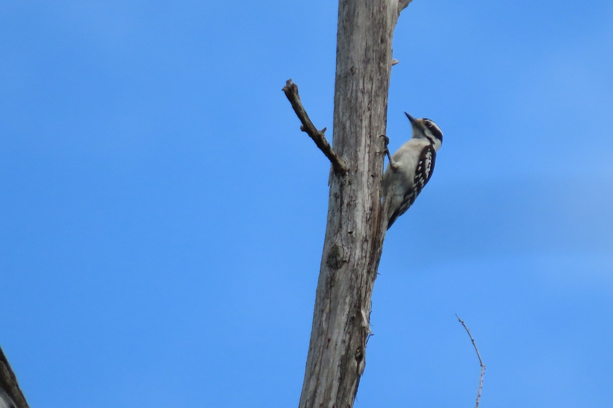 Downy Woodpecker - ML552807421