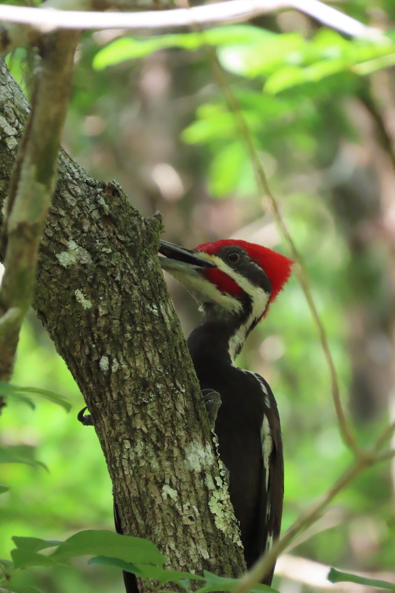 Pileated Woodpecker - ML552807571