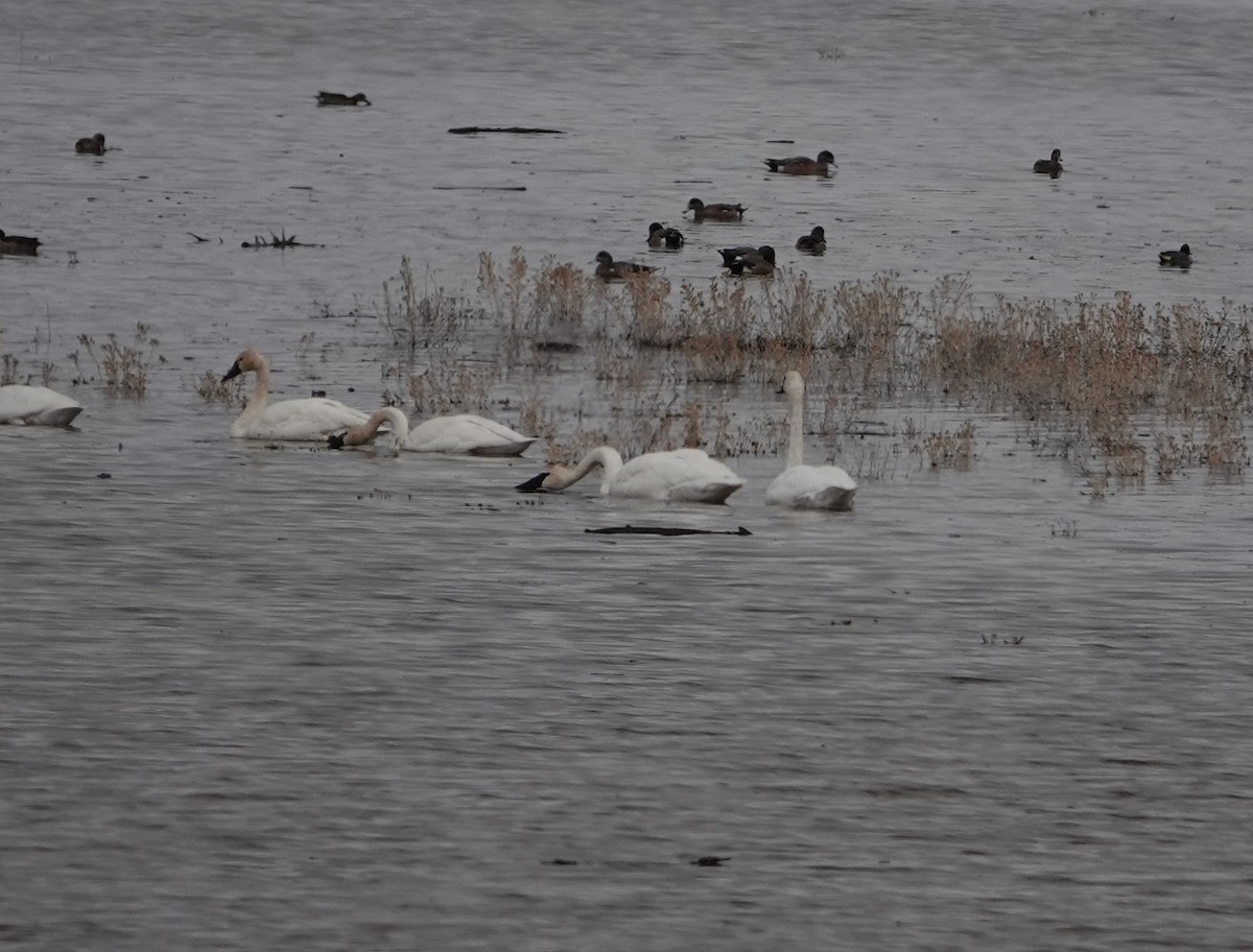 Trumpeter Swan - ML552808481