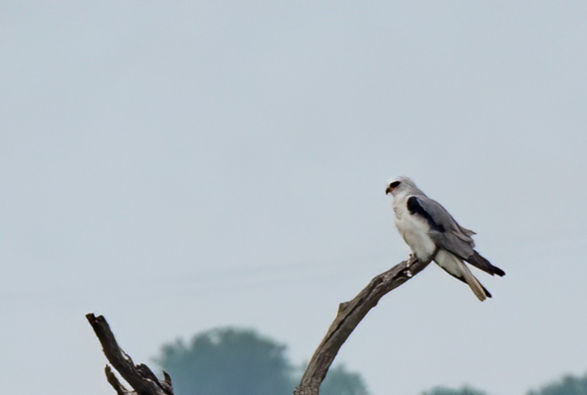 White-tailed Kite - ML552808691