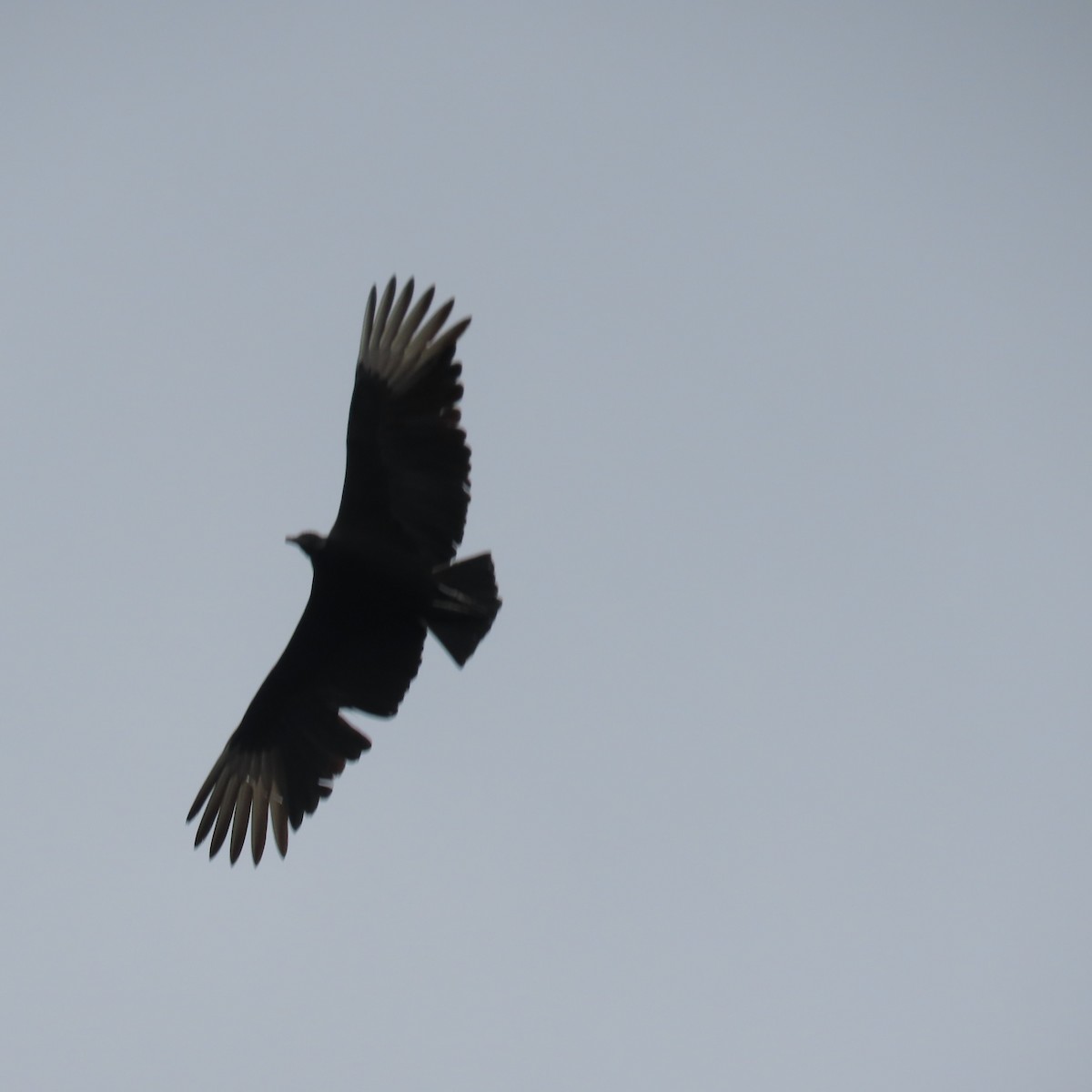 Black Vulture - Suanne Pyle