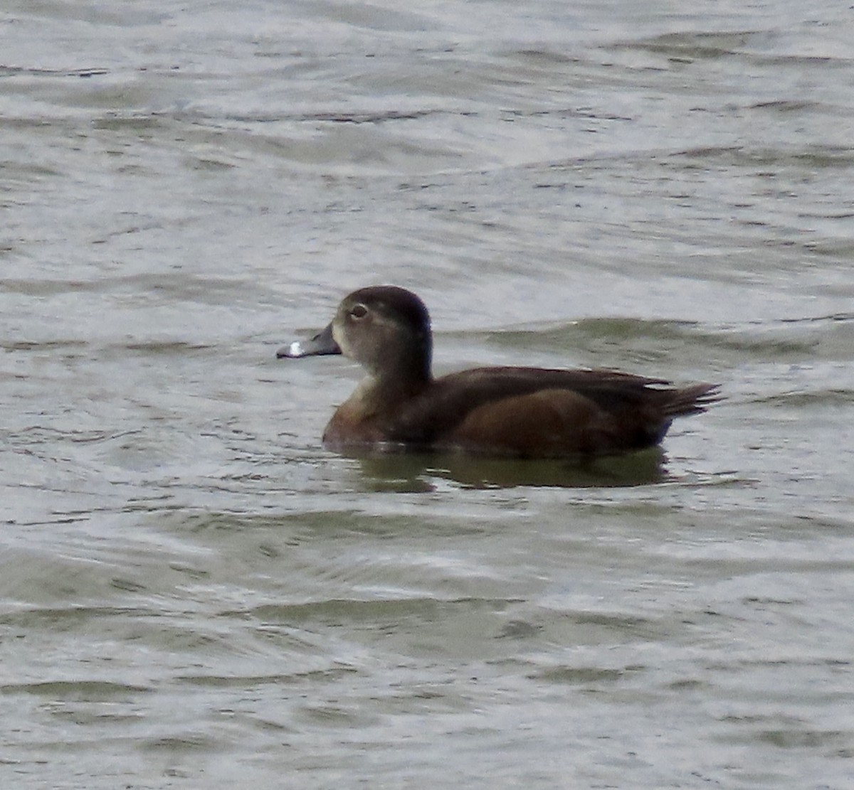 Ring-necked Duck - ML552809331