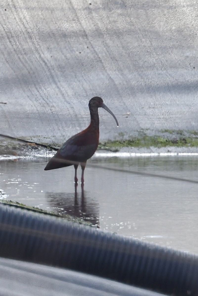 ibis americký - ML552809461