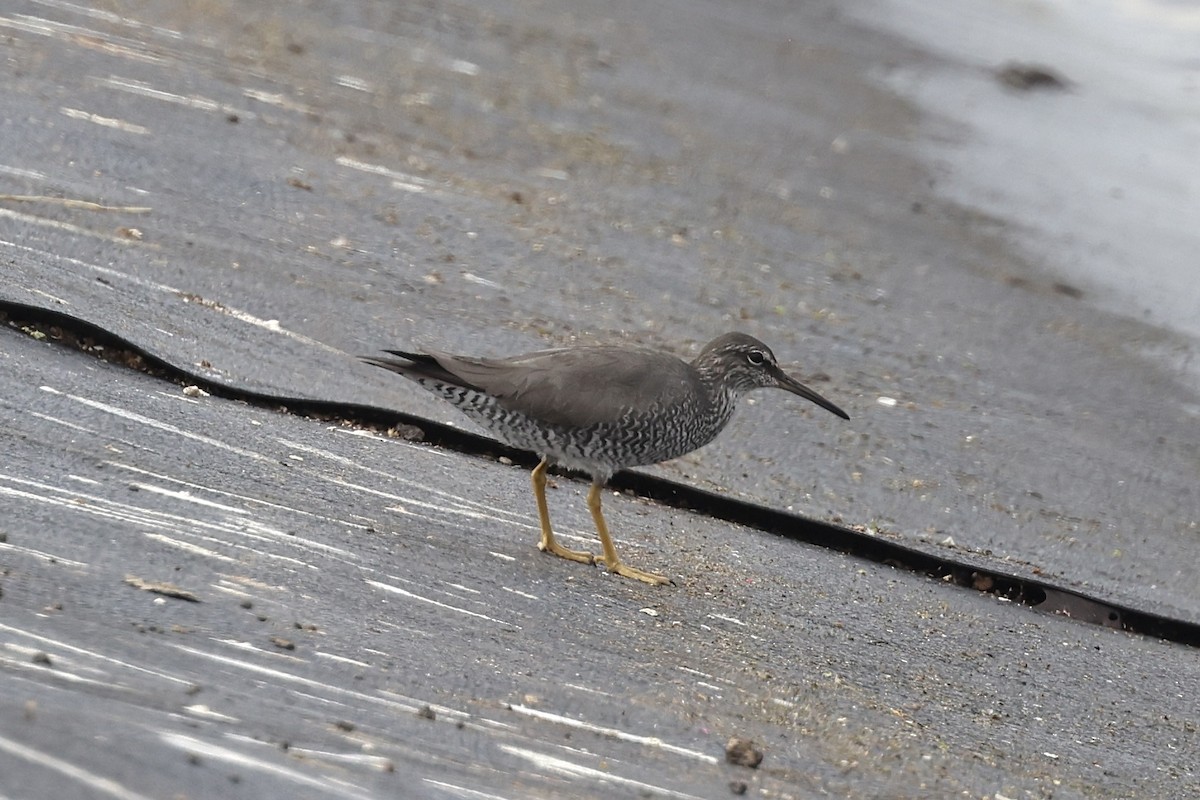 Wandering Tattler - ML552809591