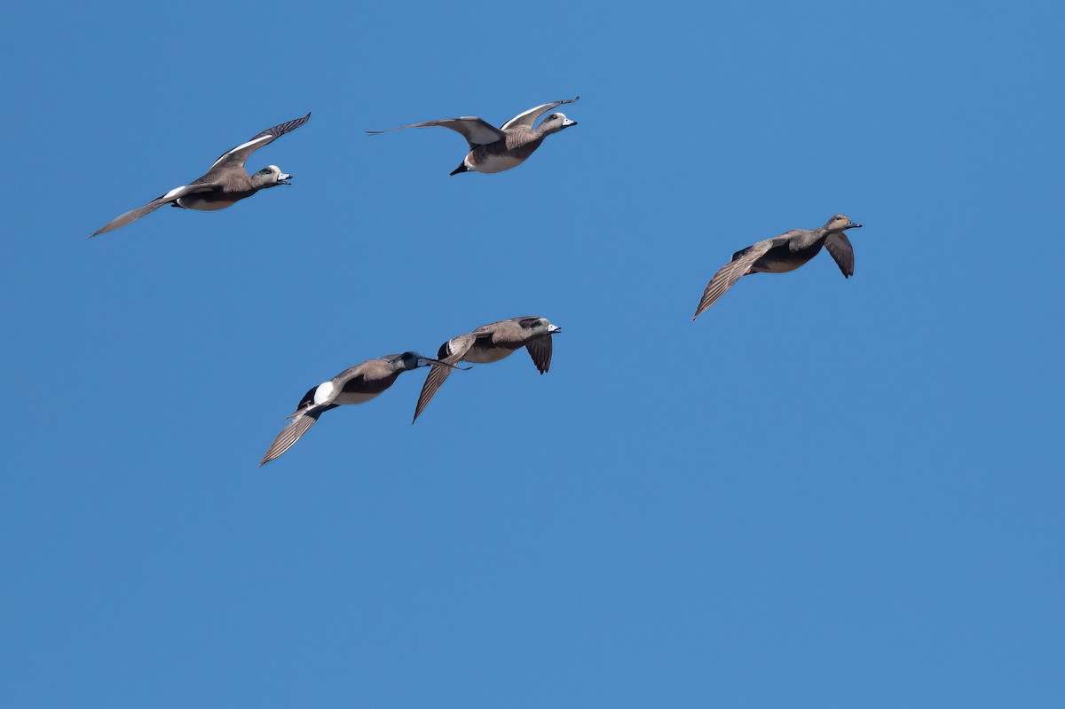 American Wigeon - Lev Frid