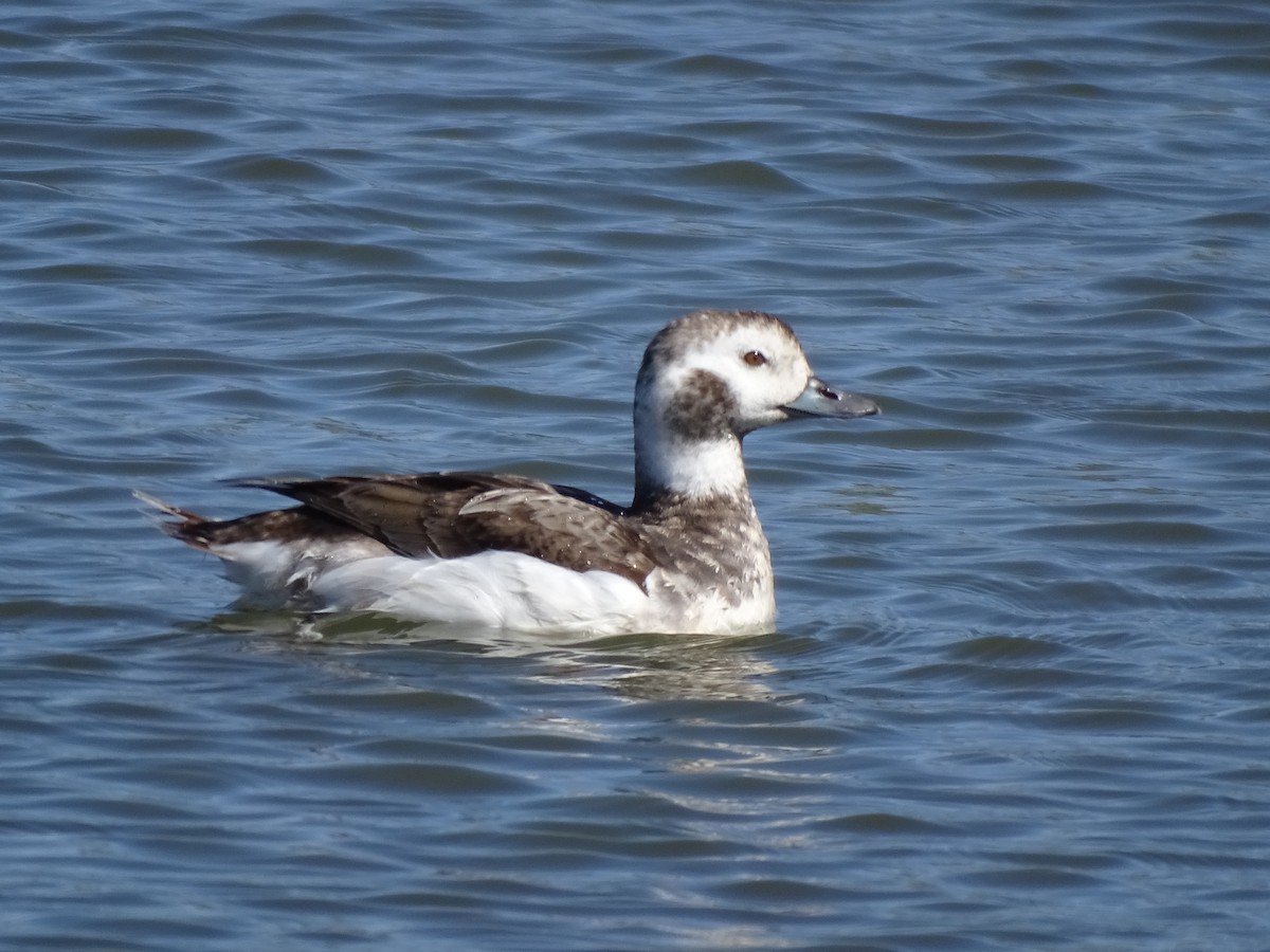 Long-tailed Duck - ML552809621