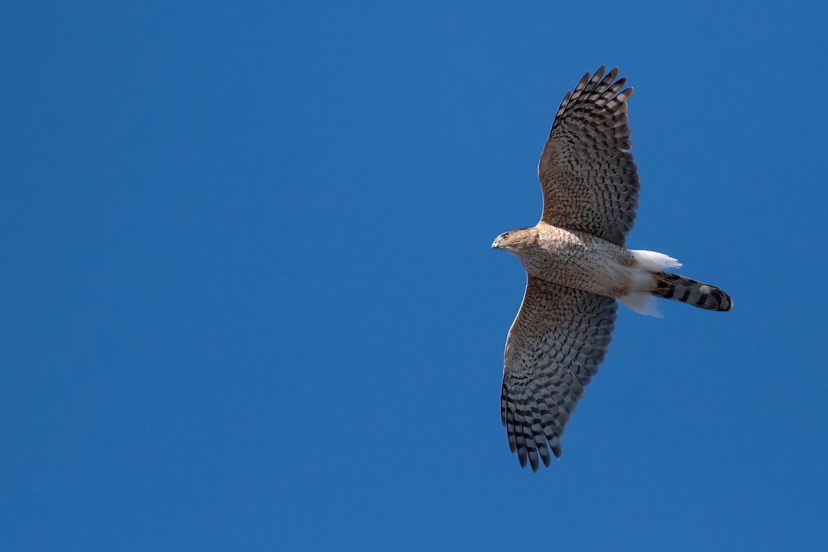 Cooper's Hawk - ML552809641